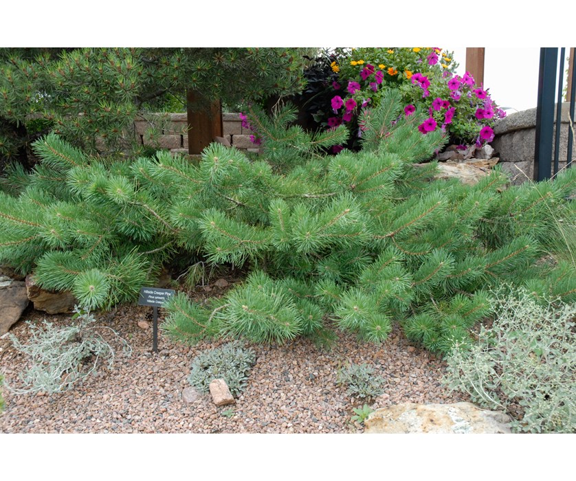 Hillside Creeper Pine